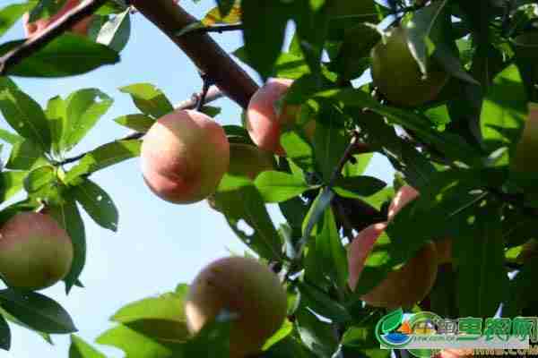 夏季果树叶面喷施农药技术要点有哪些(夏季果树叶面喷施农药技术要点是什么)